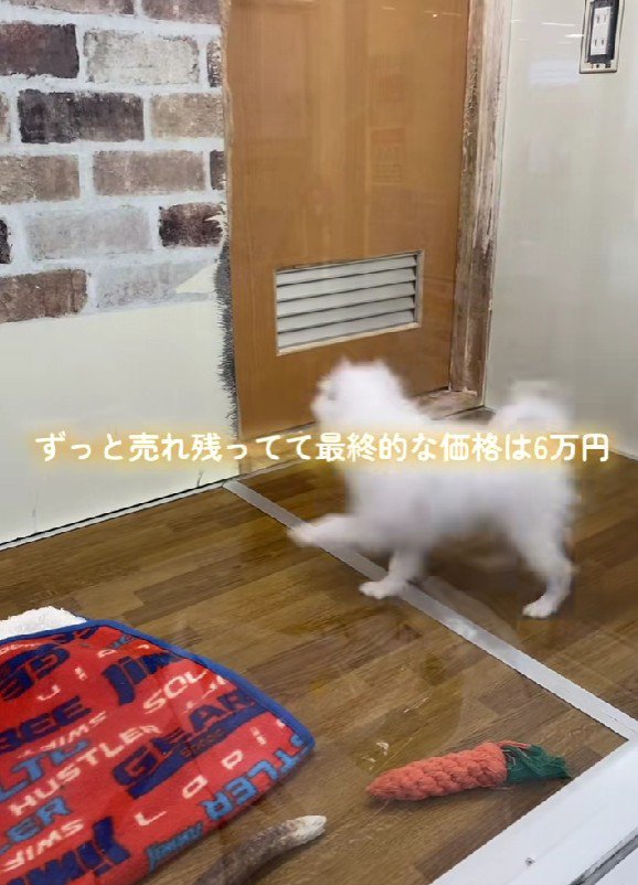 最終的な価格は6万円