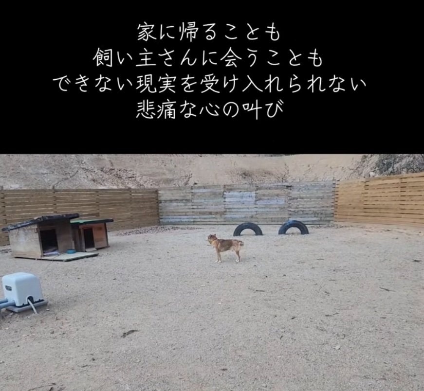 彷徨い歩く犬