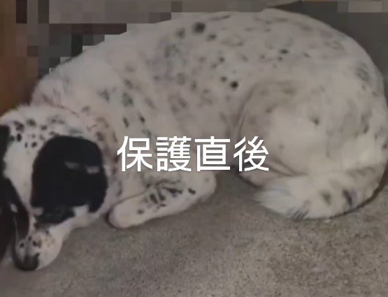 無気力に地面に伏せる黒い犬