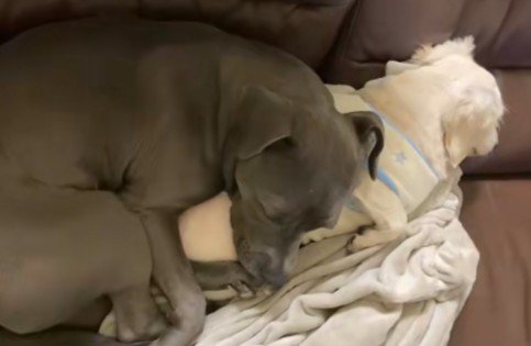 大きな後輩もできたよ