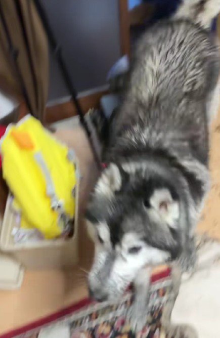 おやつで釣ったら…