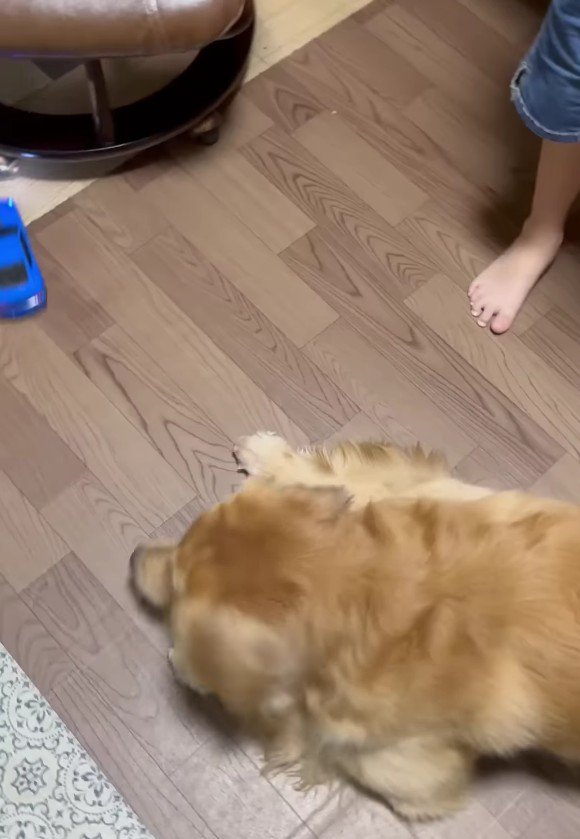 追いかけるトトちゃん