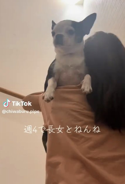 抱っこされるピペちゃん