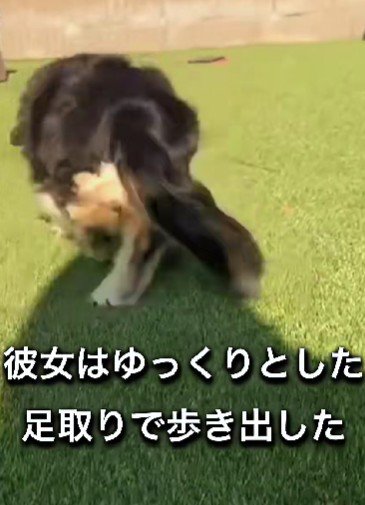 ゆっくりと歩き始めた