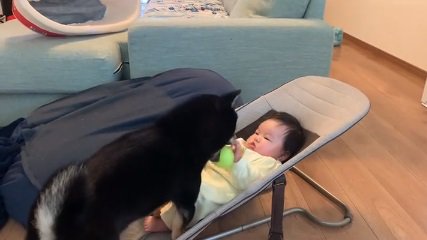 ボールを押し付ける柴犬さん