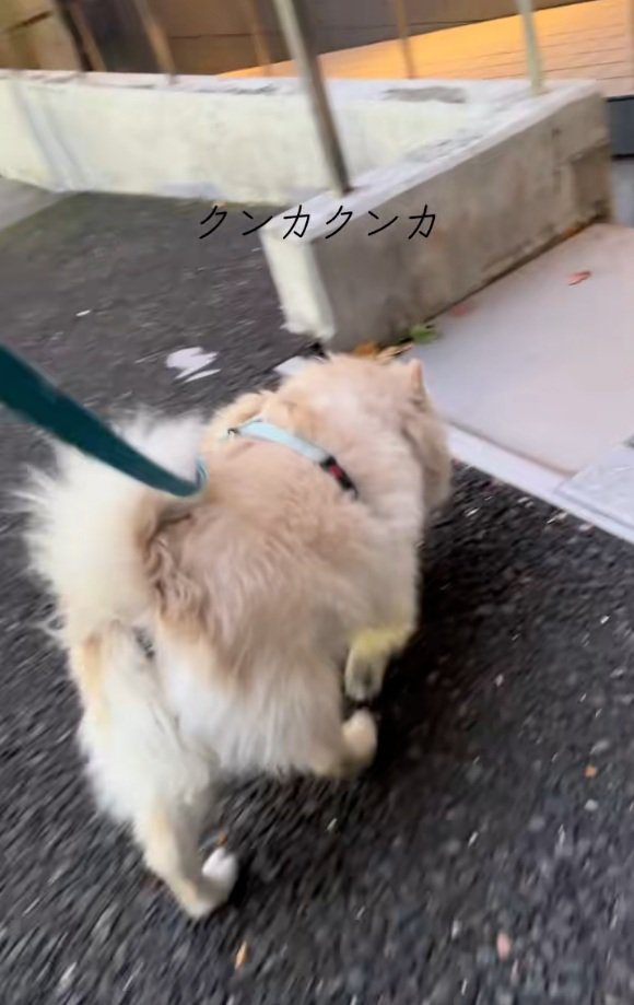 ニオイで探すエリーちゃん