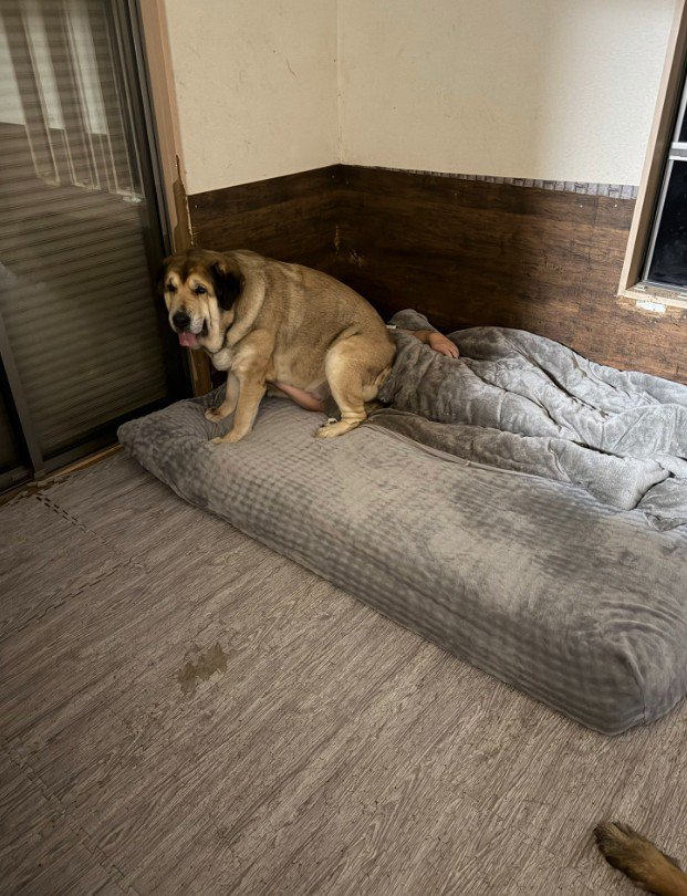 パパの顔面が潰れてる！！