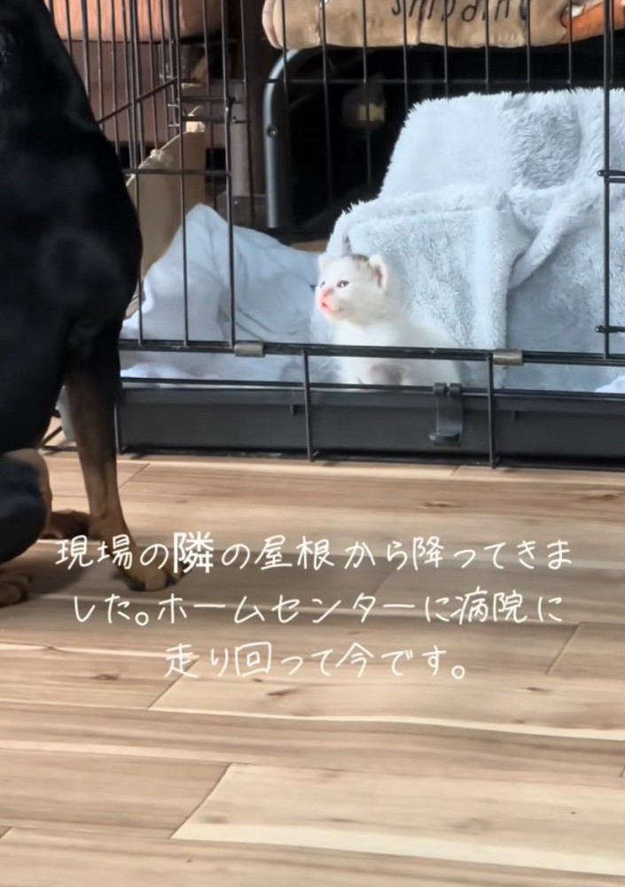 泣き声を出す子猫