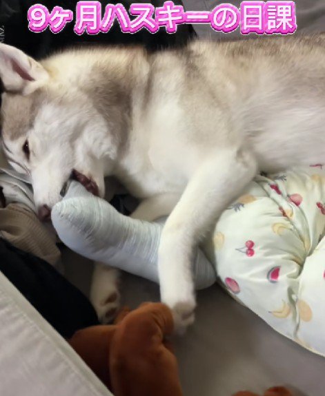 シベリアンハスキーはカッコいい！？