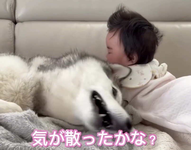 落ち着いた赤ちゃんのそばで寝転ぶ犬