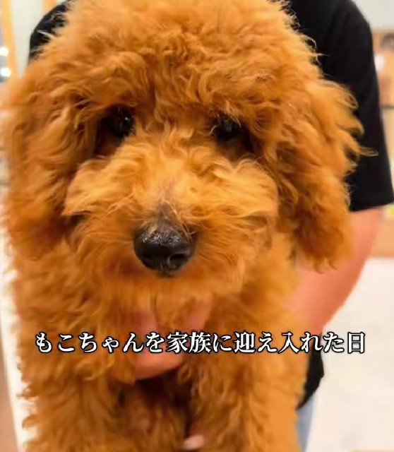5万円で売られていた子犬