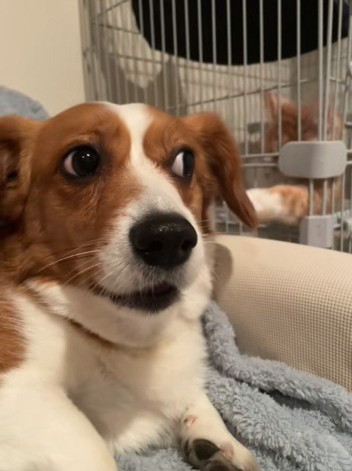 お目目をキョロキョロ…