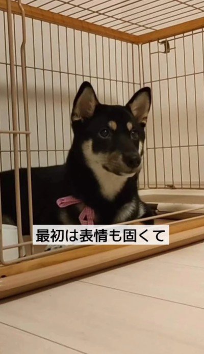 あまり表情がない…