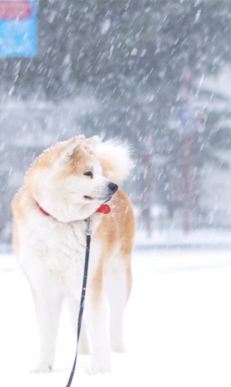 雪が似合っています♡