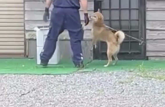 立ち上がって配達員を見つめる犬