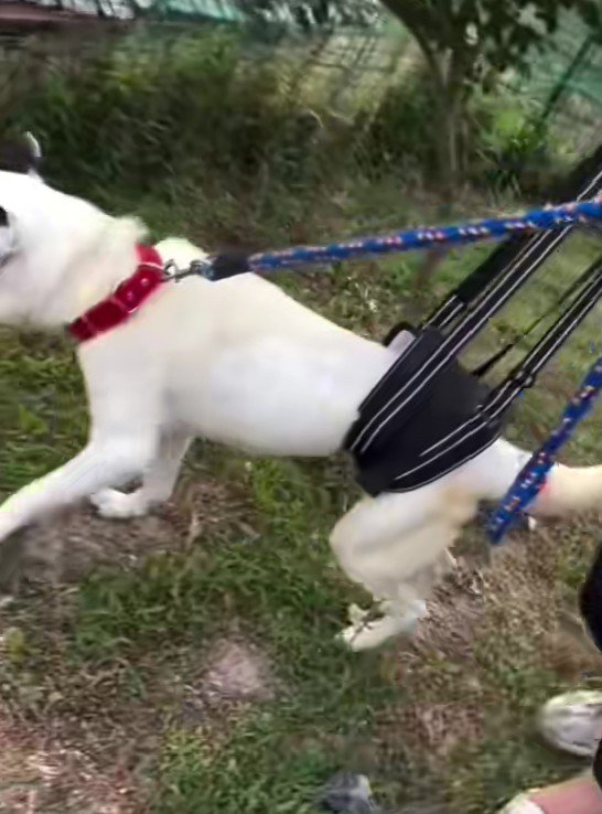 10年以上繋がれっぱなしだった…