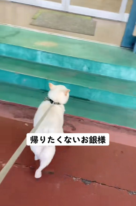 踵を返す銀くん