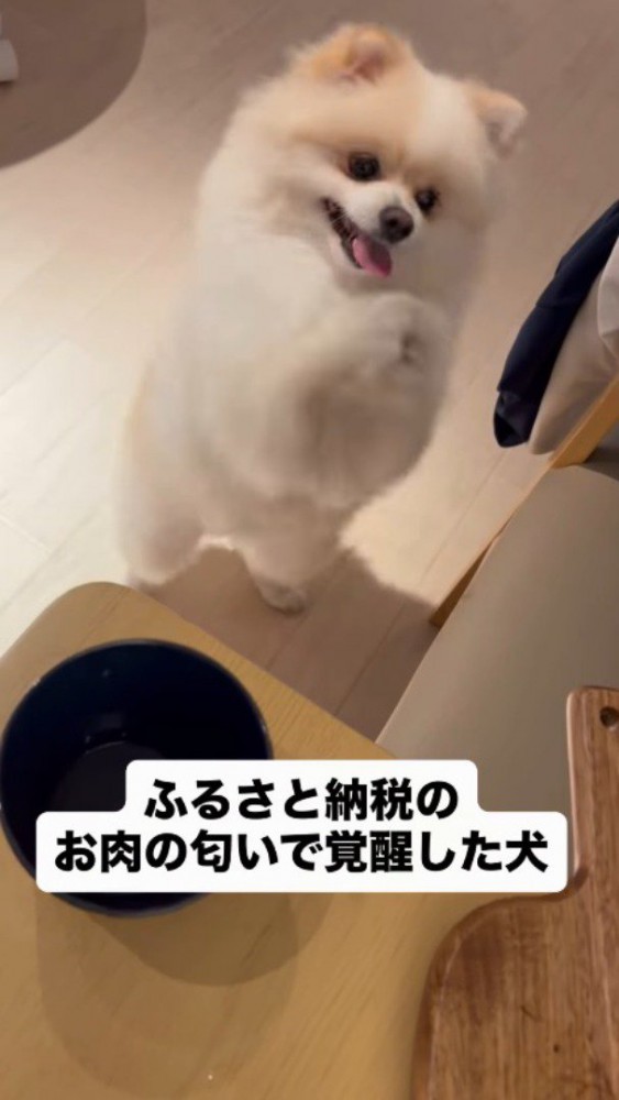 立ち上がり両前足を合わせて、「お願いポーズ」をする犬