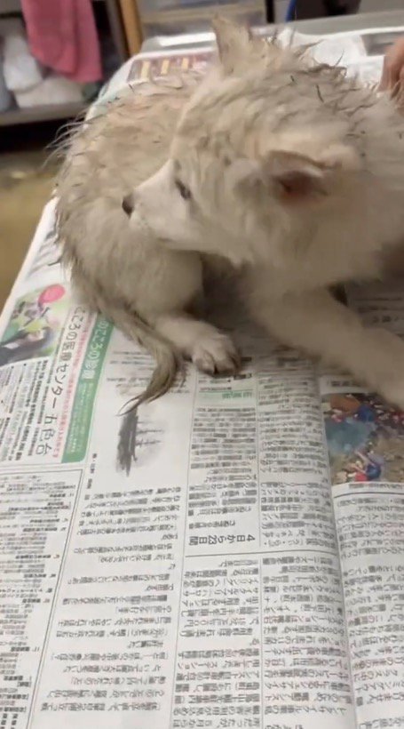 後ろを振り替える泥まみれの子犬