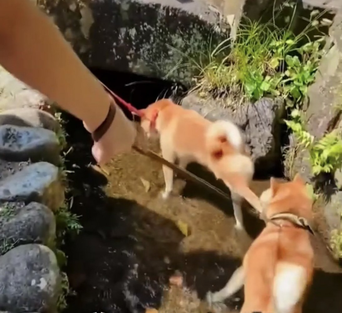 後ろ蹴りされる犬