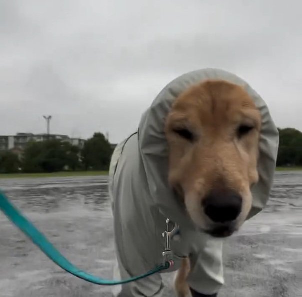 散歩に出たジャスミンちゃん