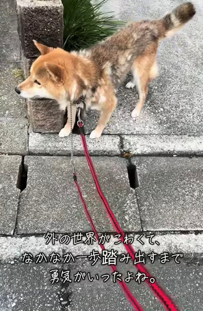 塀の陰から先をうかがう犬