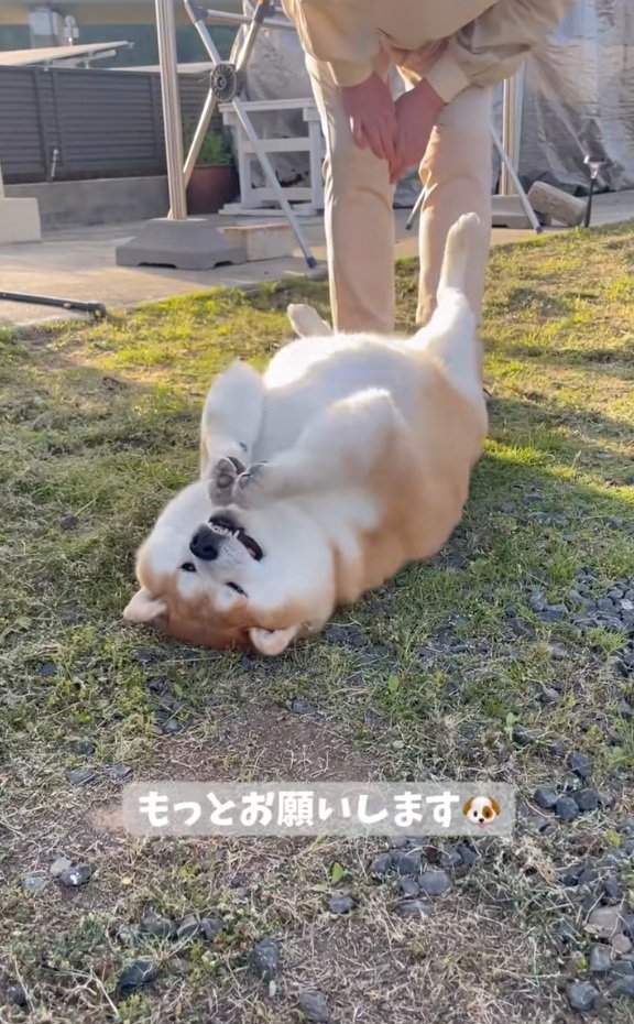 おねだりする柴雄くん