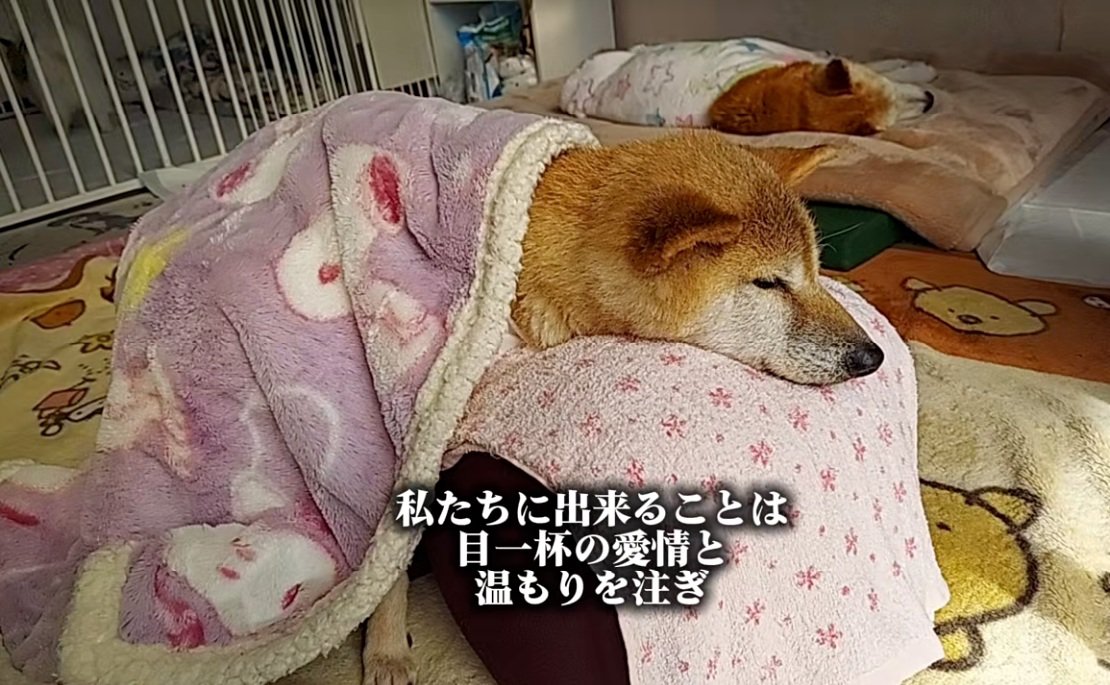 穏やかなクッキーちゃん