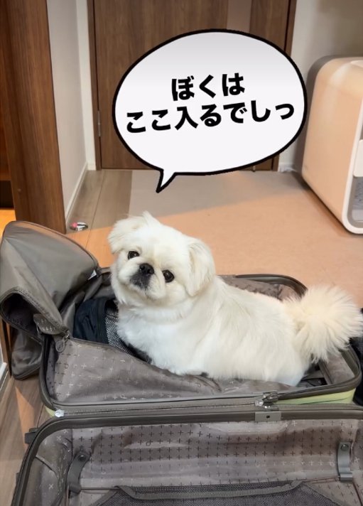 スーツケースに入る犬1
