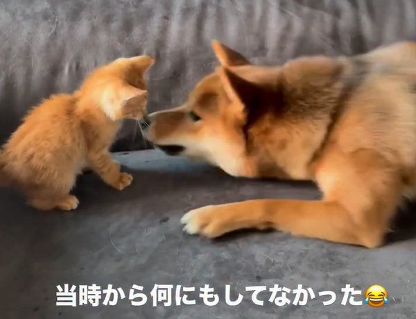 何もしないちゃまるちゃん