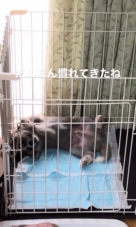 サスケくんの変化6