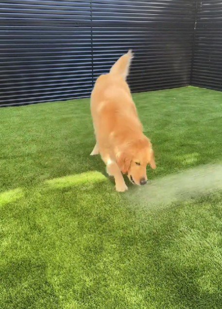 さくちゃんの水遊び