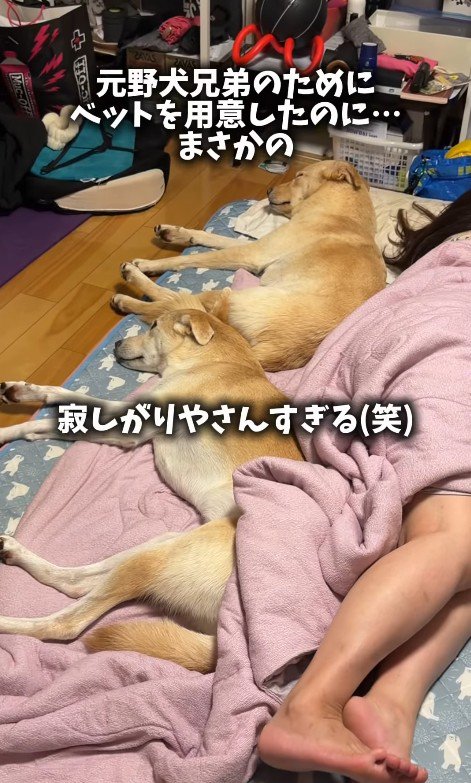 動く気ゼロ（笑）