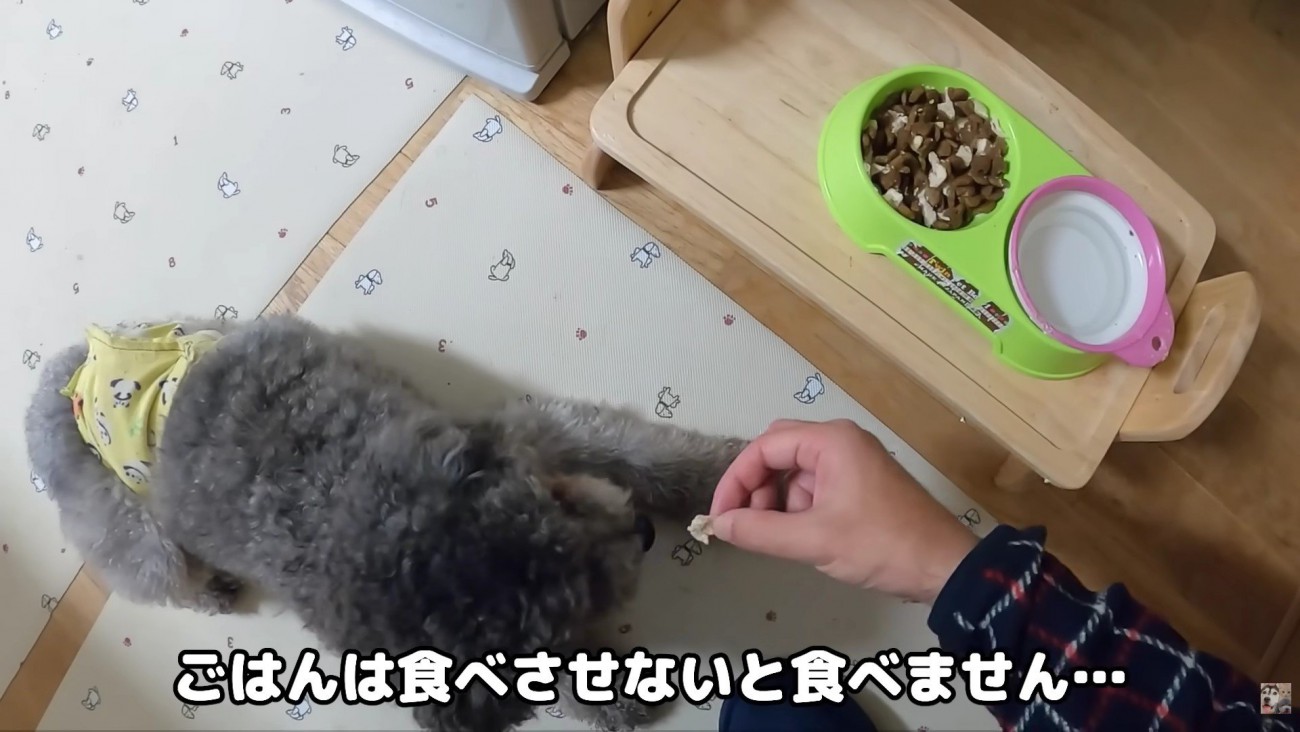 ご飯も自分で食べられない