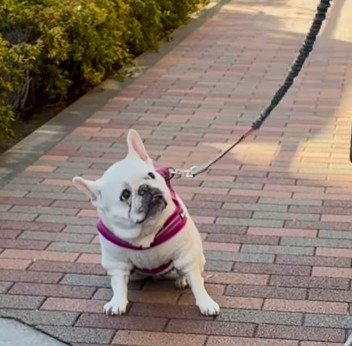 「まさか別人では？」