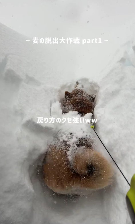 後ろに戻ろうとジタバタ…