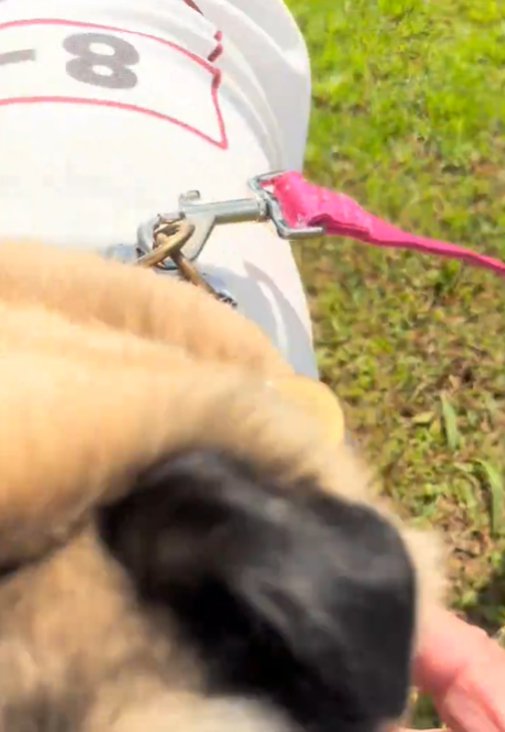 犬のアップ
