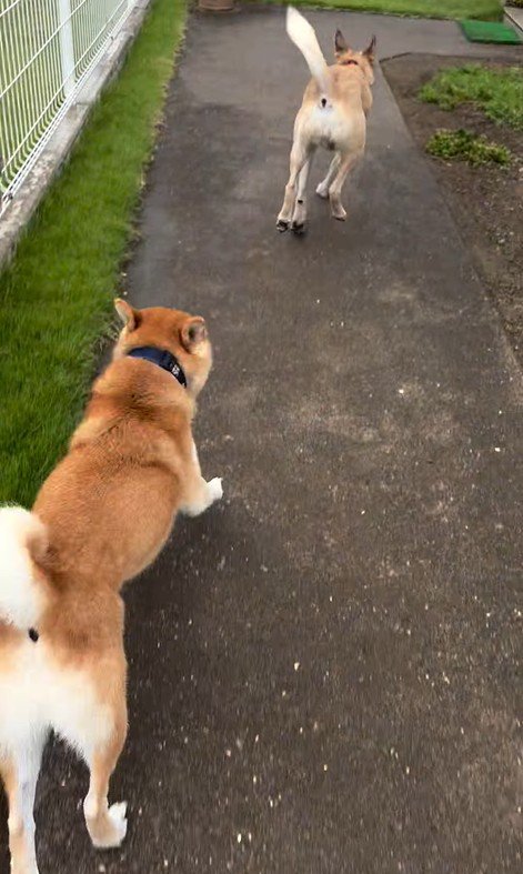 外で遊んでいた幸太郎くんと凛ちゃん7