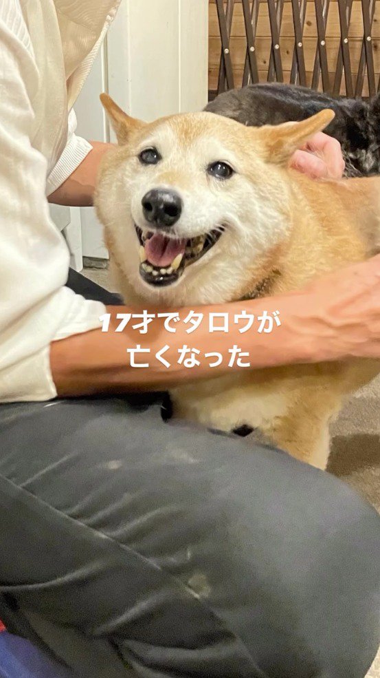 笑顔でカメラを見つめる茶色い犬