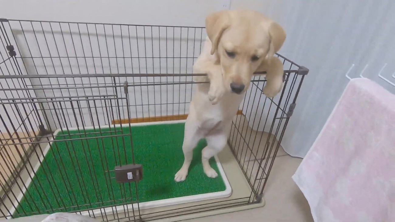 扉を開けてあげたら…