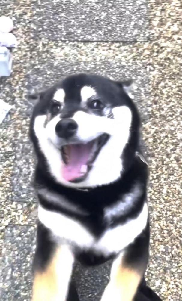 ニコニコ笑顔の犬