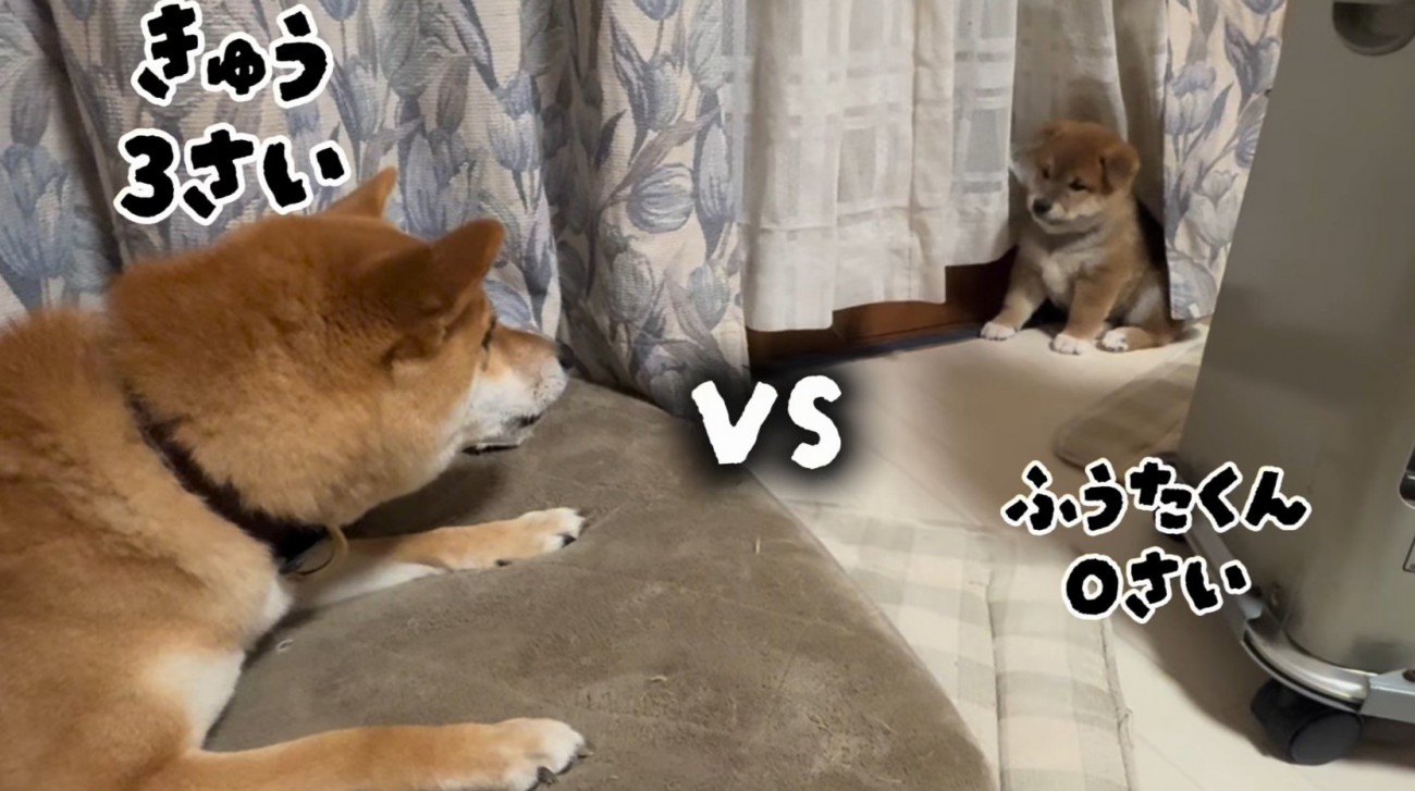 カーテンに隠れて成犬を見つめる子犬