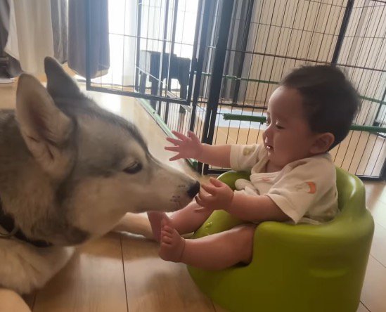 赤ちゃんの手に顔を近づける犬