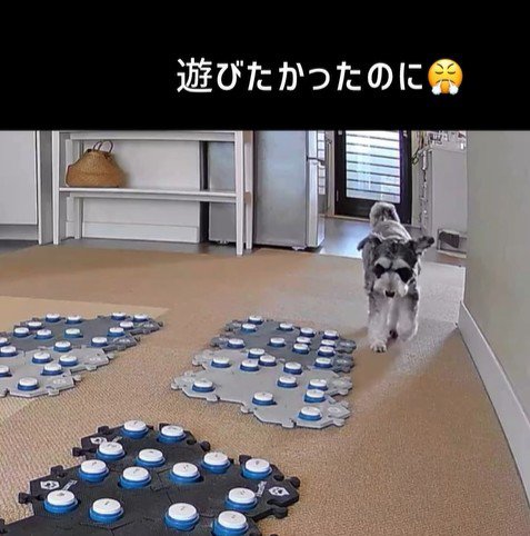 告げ口するモネちゃん3