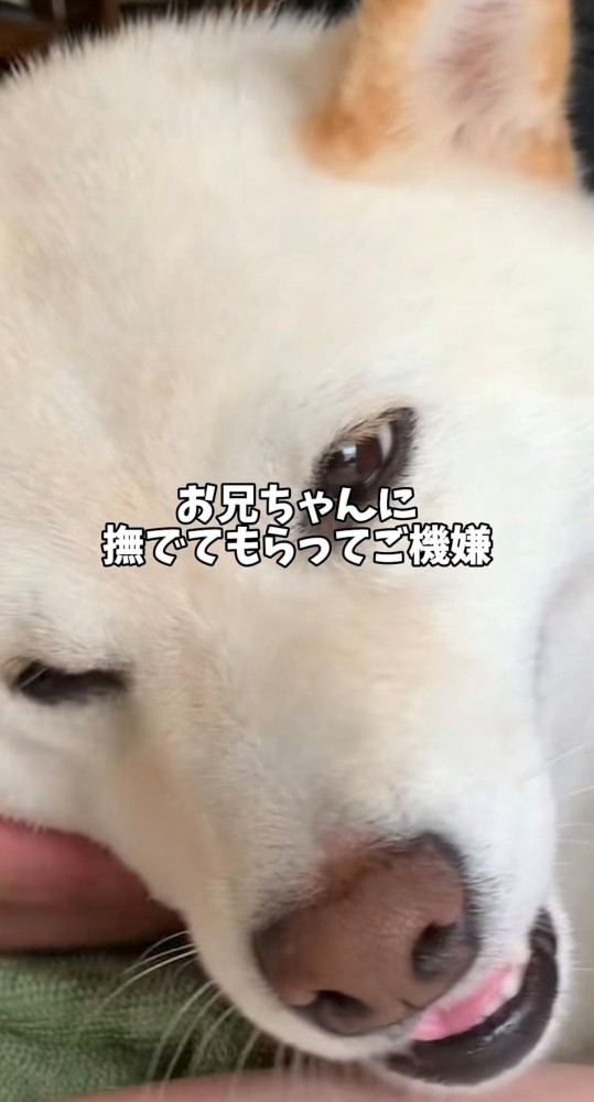 甘えて目を細める犬