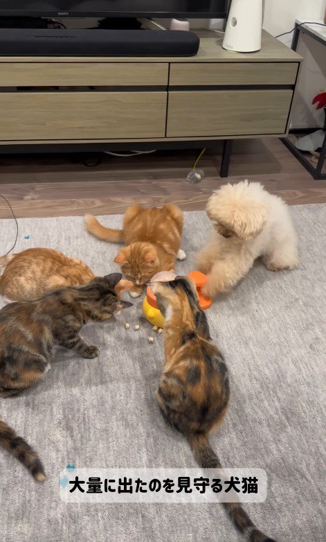 配給係をするくるみちゃん6