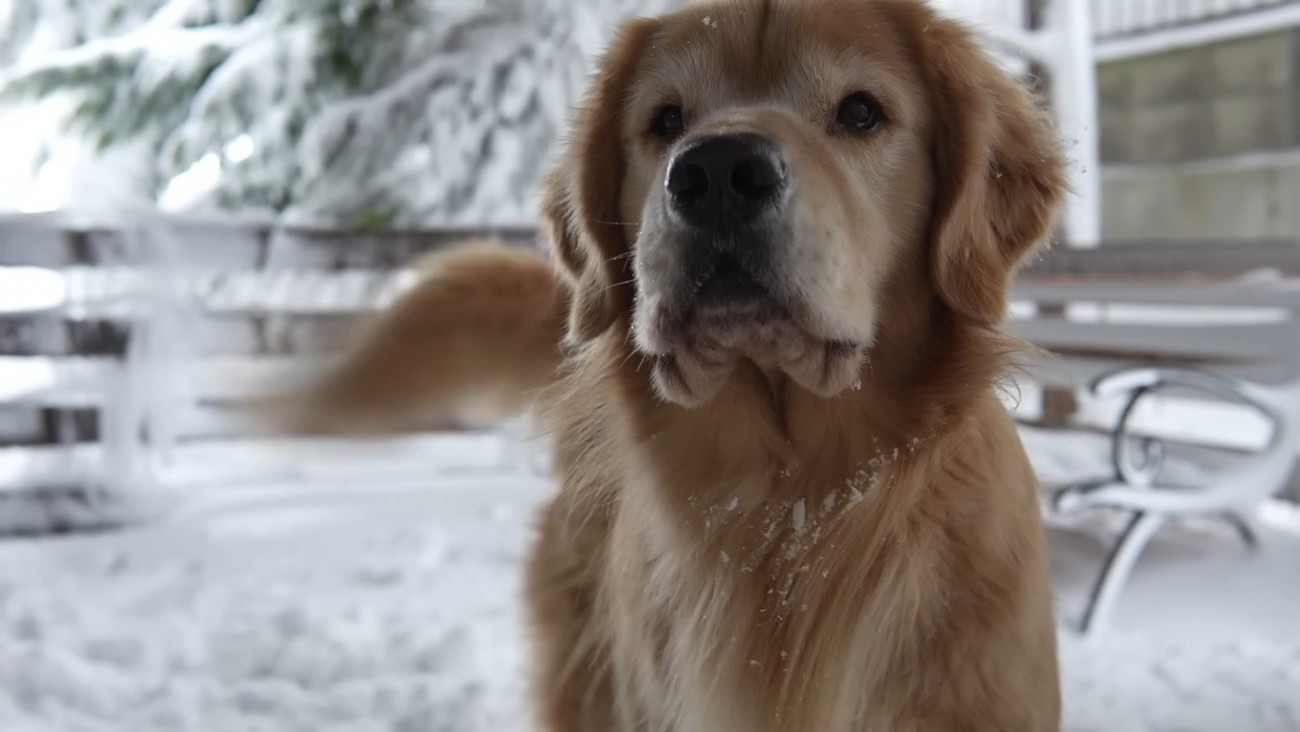 飼い主さんは除雪開始