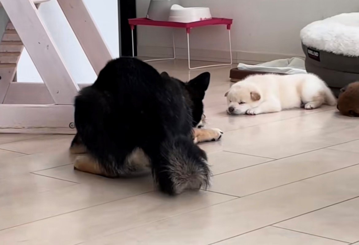 床に顔を近づけてじっと見つめる犬