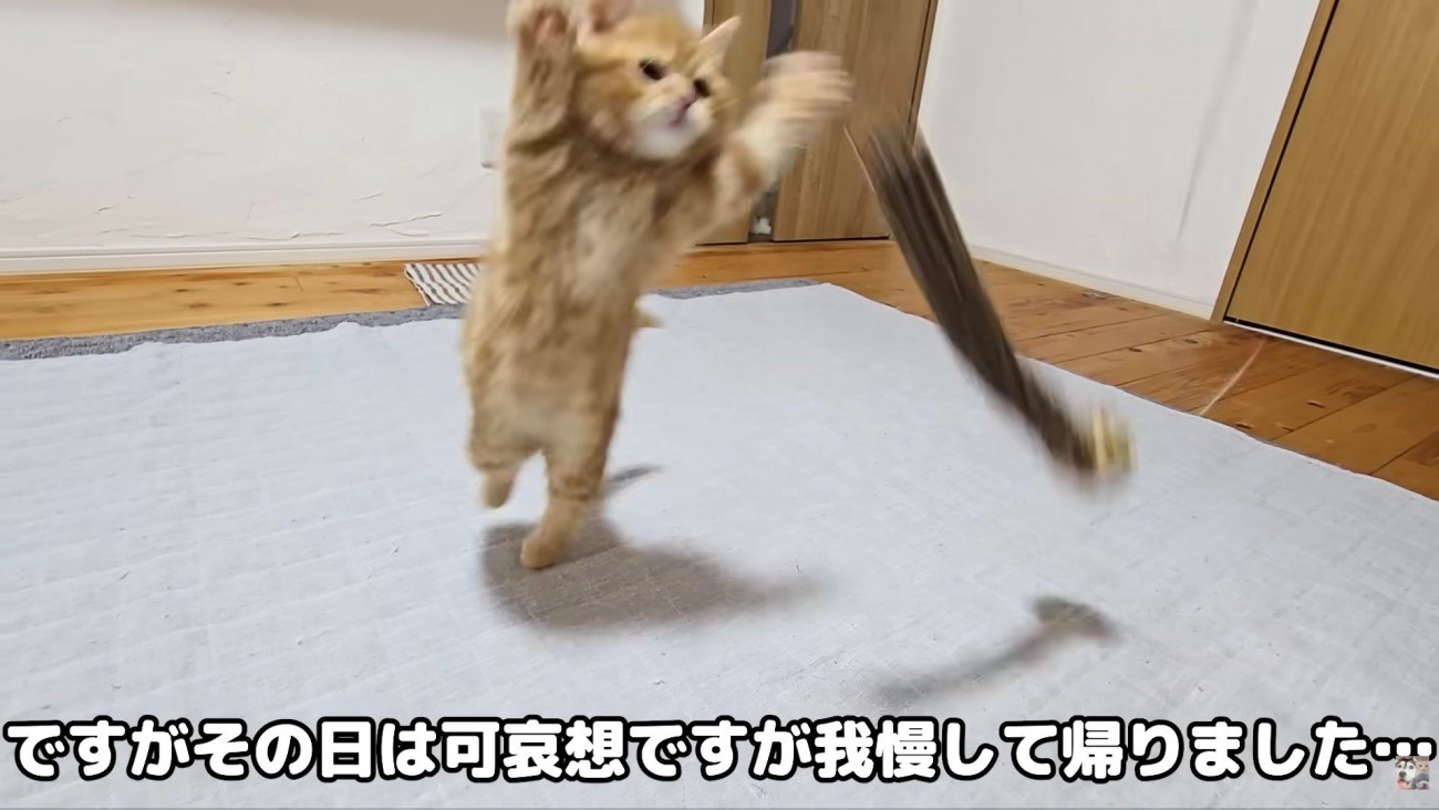 やんちゃ盛りの子猫