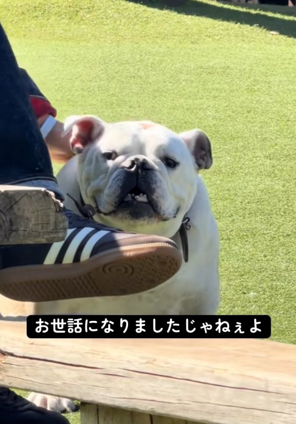 挨拶するぱせり君